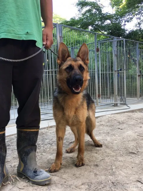 ID：1706-01142の子犬