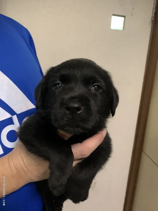 ID：2006-02807の子犬