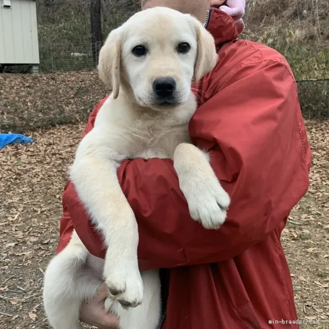 ID:1911-02179の子犬