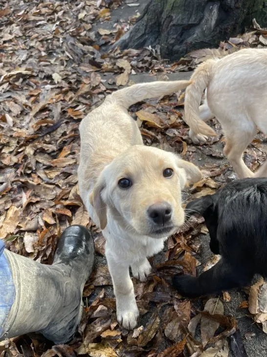 ID：2109-03630の子犬