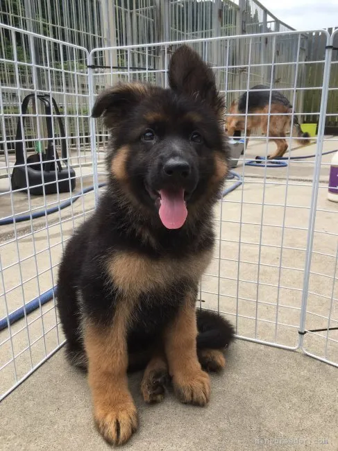 ID：1604-01303の子犬
