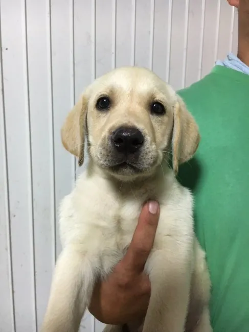 ID：1609-01981の子犬