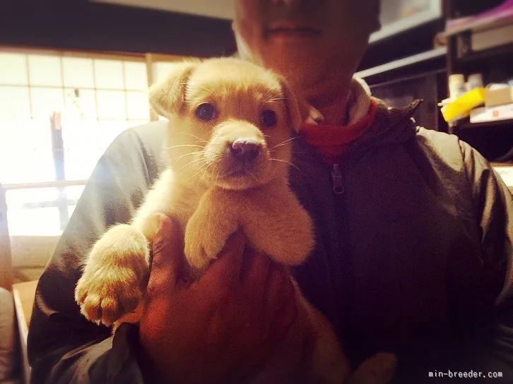 ID：1603-01024の子犬