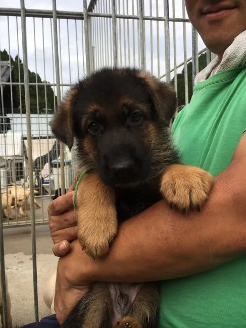 ID:1610-01460の子犬
