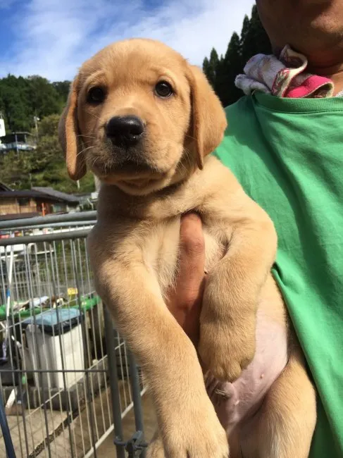 ID：1610-00950の子犬