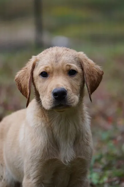 ID:1610-00953の子犬