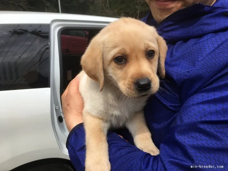 ID：1704-00659の子犬