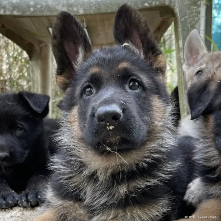 ID:2304-00994の子犬