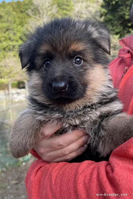 ID:2203-03047の子犬
