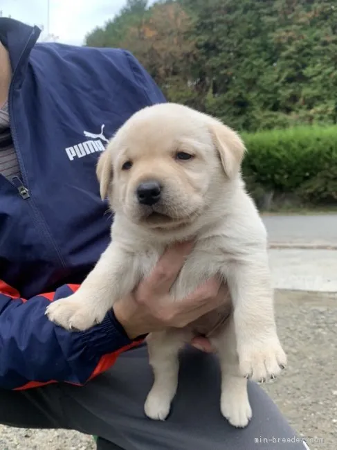 ID:2011-01350の子犬