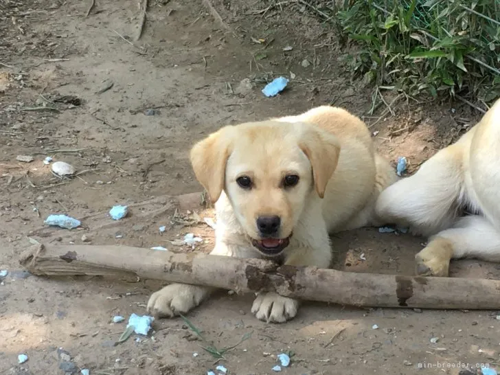 しげ 様のお迎えした子犬