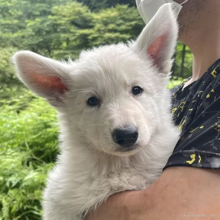 ID:2406-06581の子犬