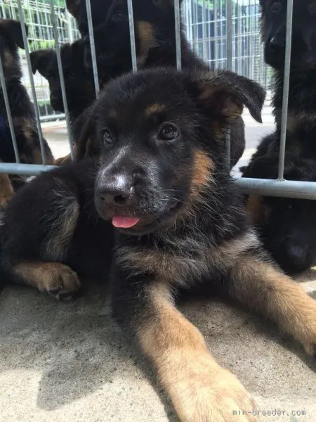 ID:1506-00527の子犬