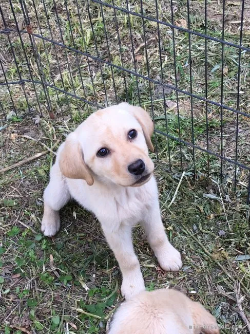 すけさん 様のお迎えした子犬