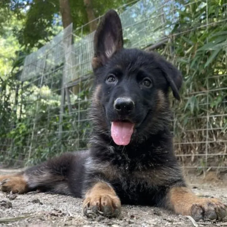 ID:2306-04468の子犬
