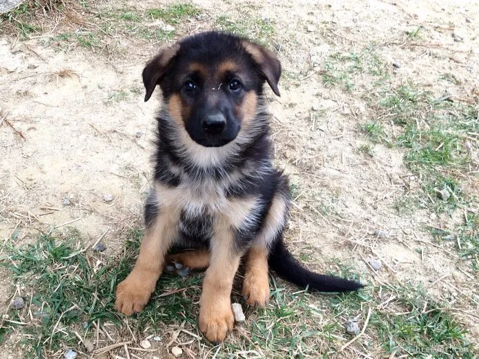 ID：1509-01037の子犬