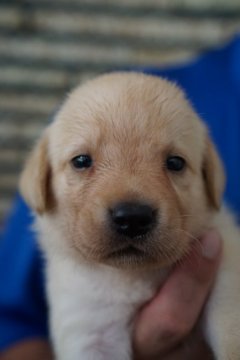 ラブラドールレトリバー【三重県・男の子・2018年7月1日・イエロー】の写真「ショータイプの可愛い男の子」