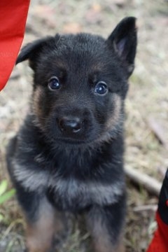 ジャーマン・シェパード・ドッグ【三重県・男の子・2018年9月13日・ブラックタン】の写真「両親DM検査済みのIPO外産訓練血統の男の子」