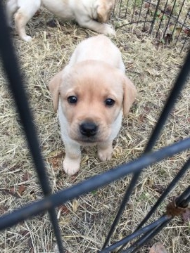 ラブラドールレトリバー【三重県・男の子・2018年9月21日・イエロー】の写真「ショータイプの可愛い男の子」