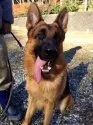 ジャーマン・シェパード・ドッグ【三重県・男の子・2016年6月5日・ブラックタン】の写真3「輸入犬のお父さん」
