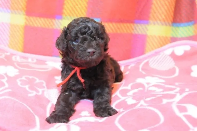 ガッくん 様のお迎えした子犬