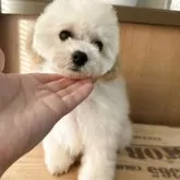 ティーカッププードル