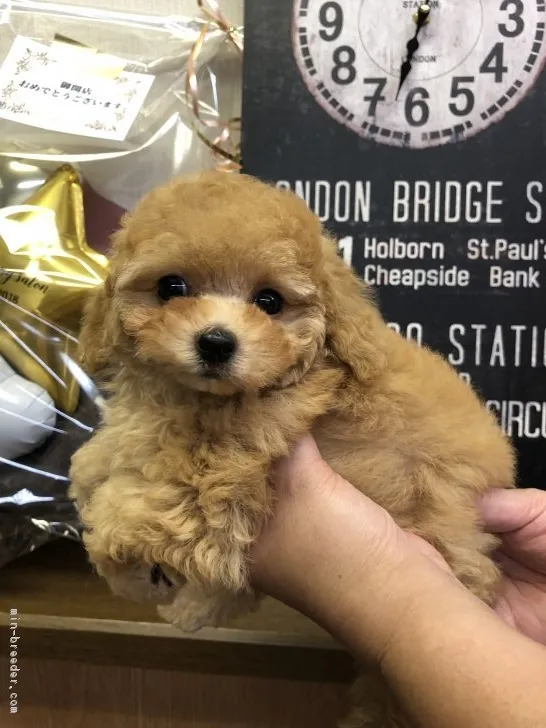 ID:1810-02477の子犬