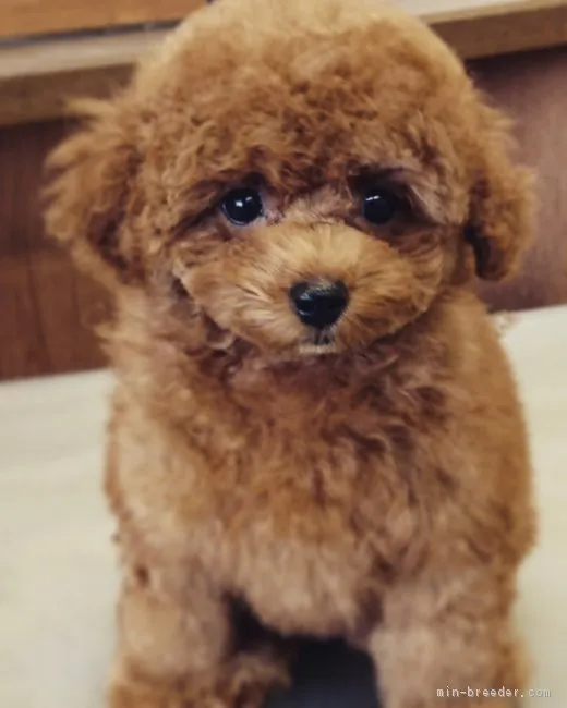 ID：1810-02474の子犬