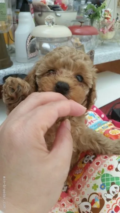 ID:1510-01057の子犬