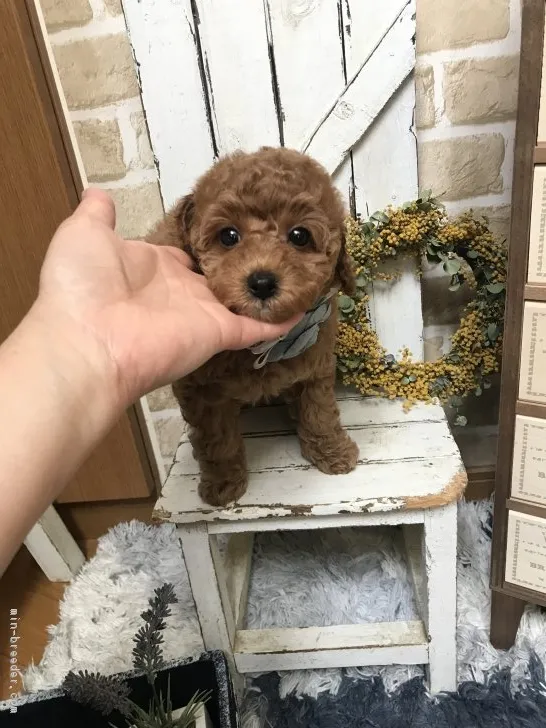 ID：1804-00520の子犬