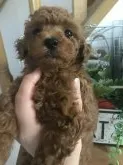 タイニープードル【三重県・男の子・2017年12月21日・レッド】の写真1「お目めが大きい離れ目の可愛い男の子です。papaに似ています。」