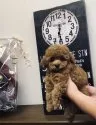ティーカッププードル【三重県・女の子・2018年8月4日・レッド】の写真3「足は短いです(^^)」