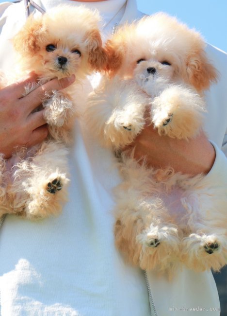 三ツ井　和代(みつい　かずよ)ブリーダー(栃木県・トイプードルなど・JKC登録)の紹介写真4