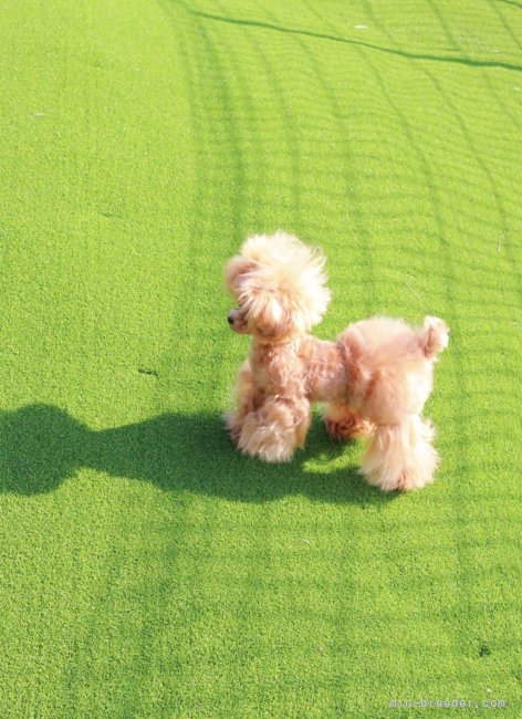 三ツ井　和代(みつい　かずよ)ブリーダー(栃木県・トイプードルなど・JKC登録)の紹介写真5