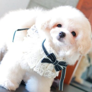 トイプードル(タイニー)【栃木県・男の子・2025年8月3日・クリーム】の写真「モコモコくまさんタイプの男の子♡」