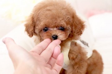 トイプードル(ティーカップ)【栃木県・男の子・2018年11月1日・レッド】の写真「タレ目ちゃんのちいさなボク♡」