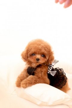 トイプードル(ティーカップ)【栃木県・男の子・2018年11月1日・レッド】の写真「とにかくかわいいボク♡」