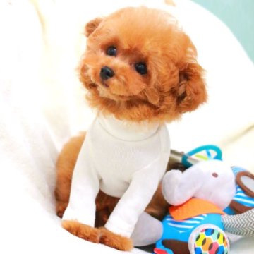 トイプードル(タイニー)【栃木県・男の子・2023年12月24日・レッド】の写真「テディベアみたいな男の子❤️」