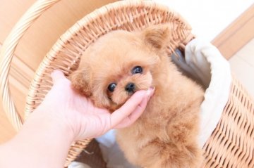 トイプードル(ティーカップ)【栃木県・男の子・2017年12月2日・アプリコット】の写真「とにかくお顔がかわいすぎる男の子です♡」