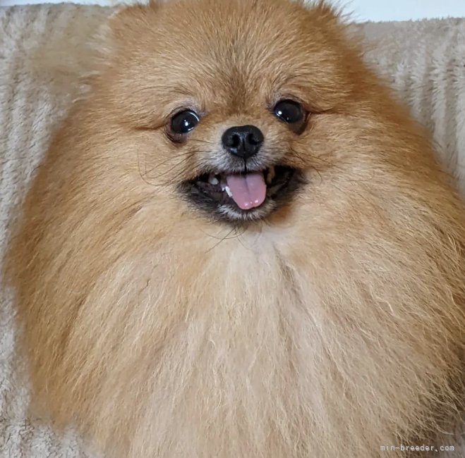 看板犬ルイスくんです。甘ーいお顔のイケメンチャンピオン君です｜小川　蘭(おがわ　らん)ブリーダー(神奈川県・ポメラニアンなど・JKC登録)の紹介写真5