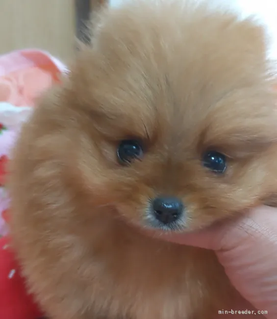 ID：2204-00505の子犬