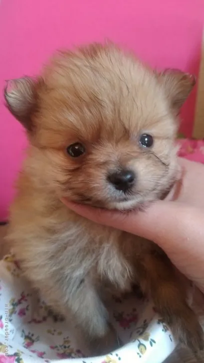 ID:1701-00318の子犬