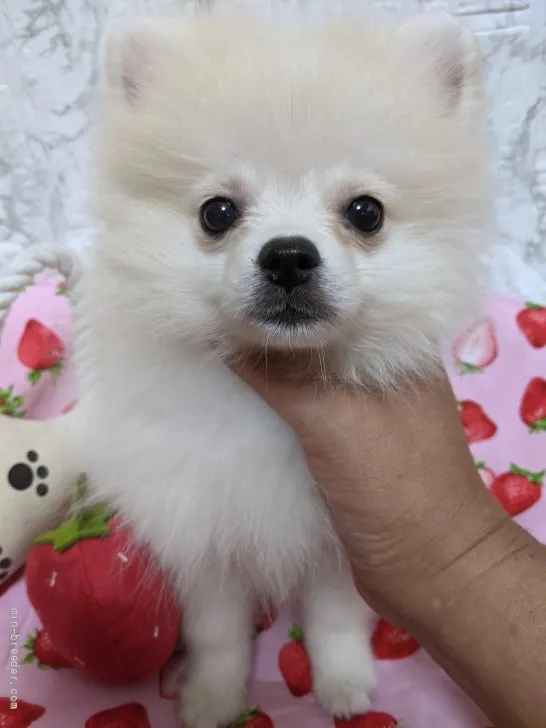 みわ 様のお迎えした子犬