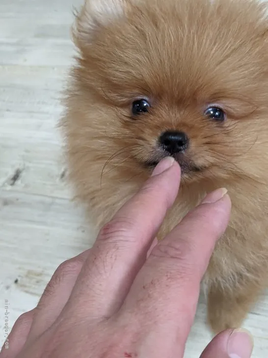 くるす 様のお迎えした子犬