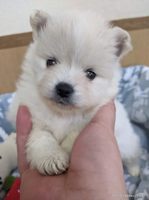 ID：2101-01681の子犬
