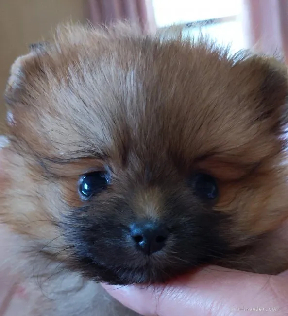ID:2204-02047の子犬