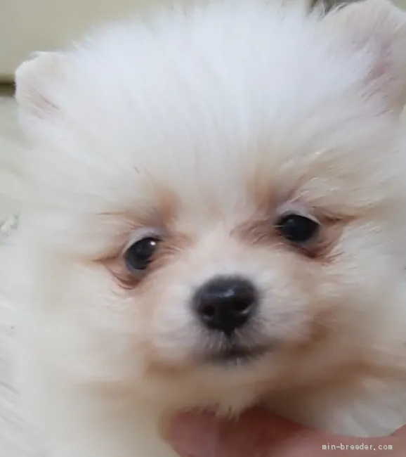 ID:2104-01947の子犬