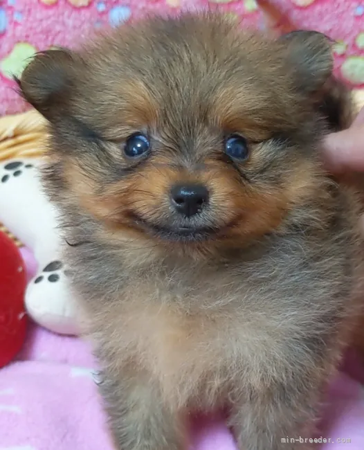 ID：2107-00897の子犬