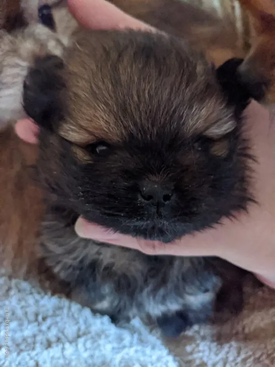 ID：2011-03741の子犬
