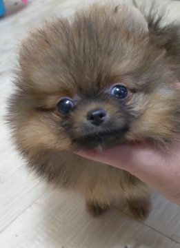 ポメラニアン【神奈川県・女の子・2021年7月28日・オレンジセーブル】の写真「とってもとっても可愛いプレミアムな女の子♥️」